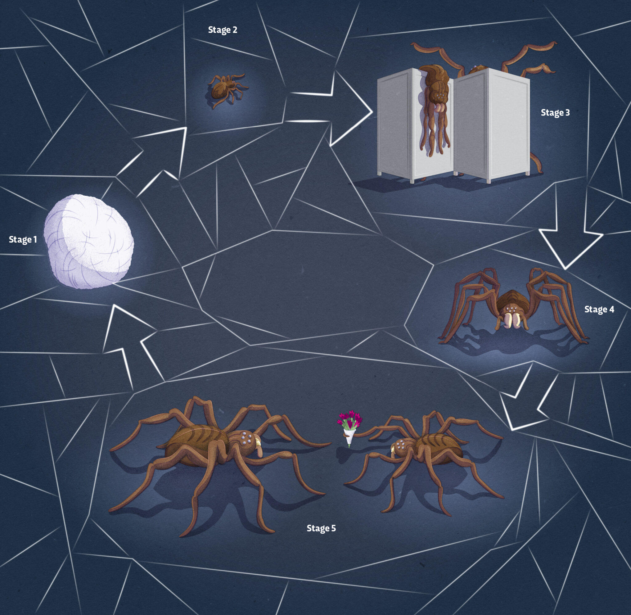 What’s the life cycle of a house spider? BBC Science Focus