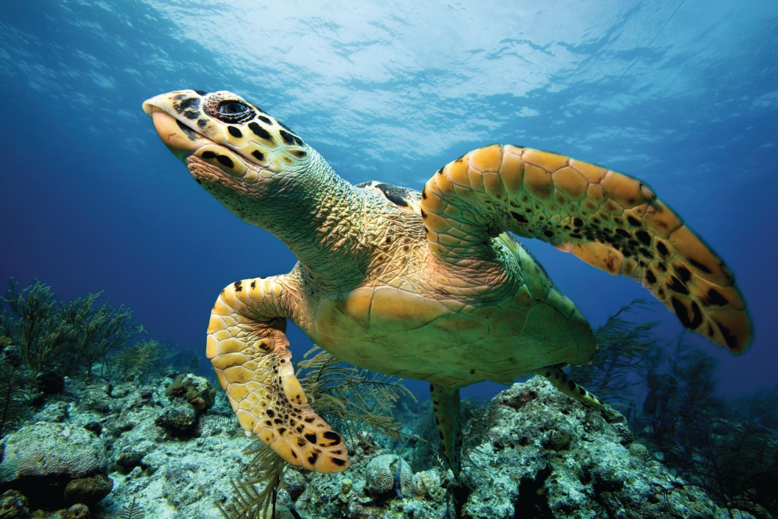 safer-oceans-for-sea-turtles-bbc-wildlife