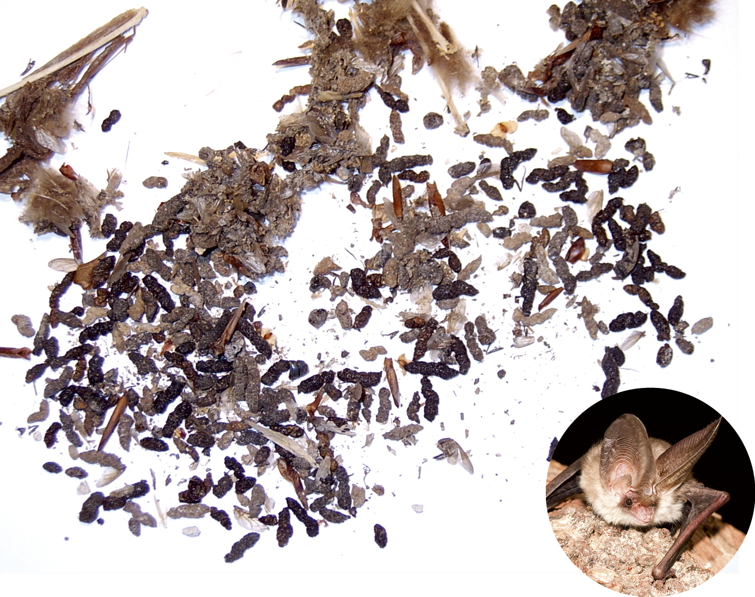 Poo corner BBC Wildlife