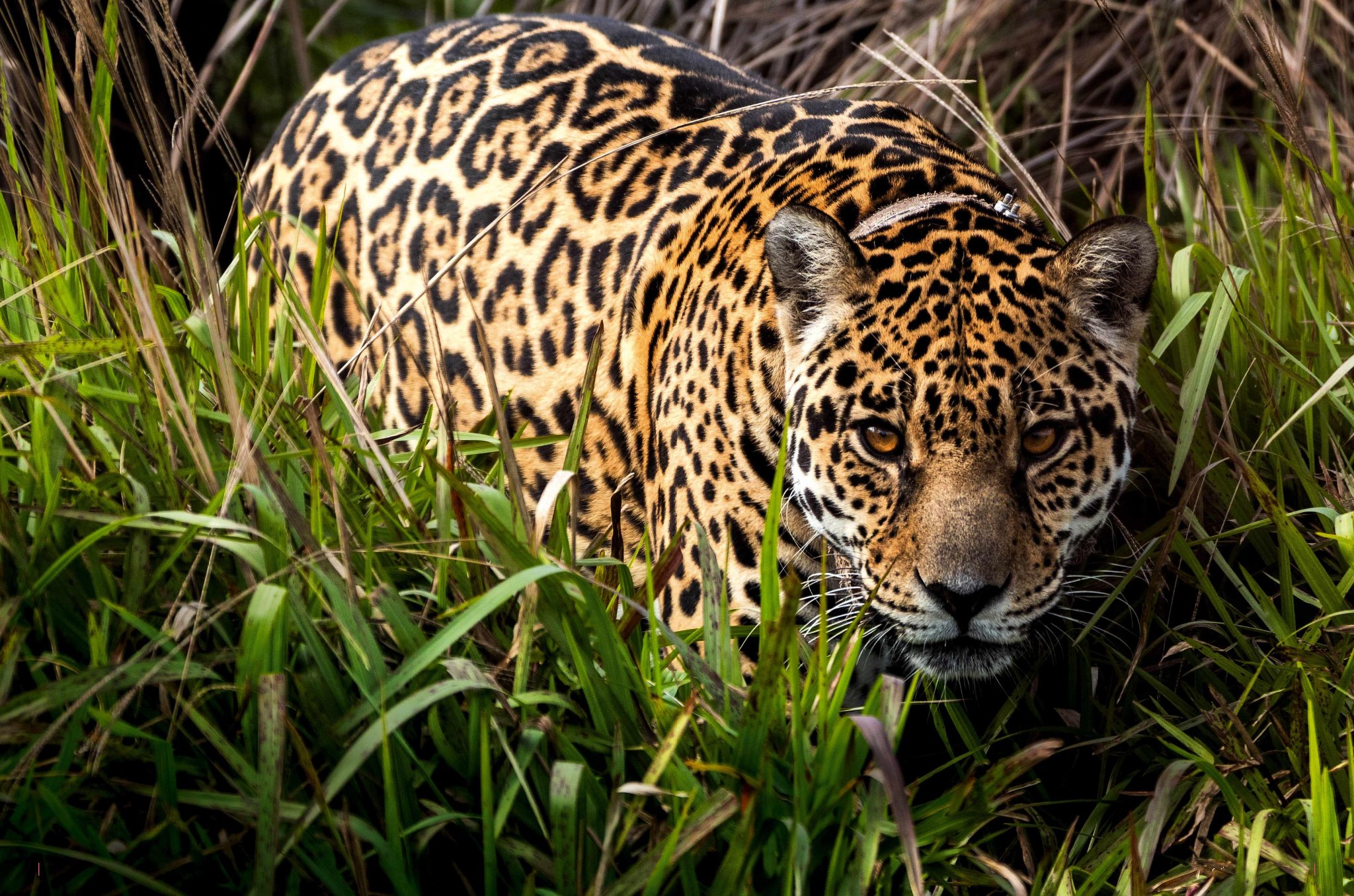 Jaguars, a keystone species, are reintroduced to the Iberá wetlands