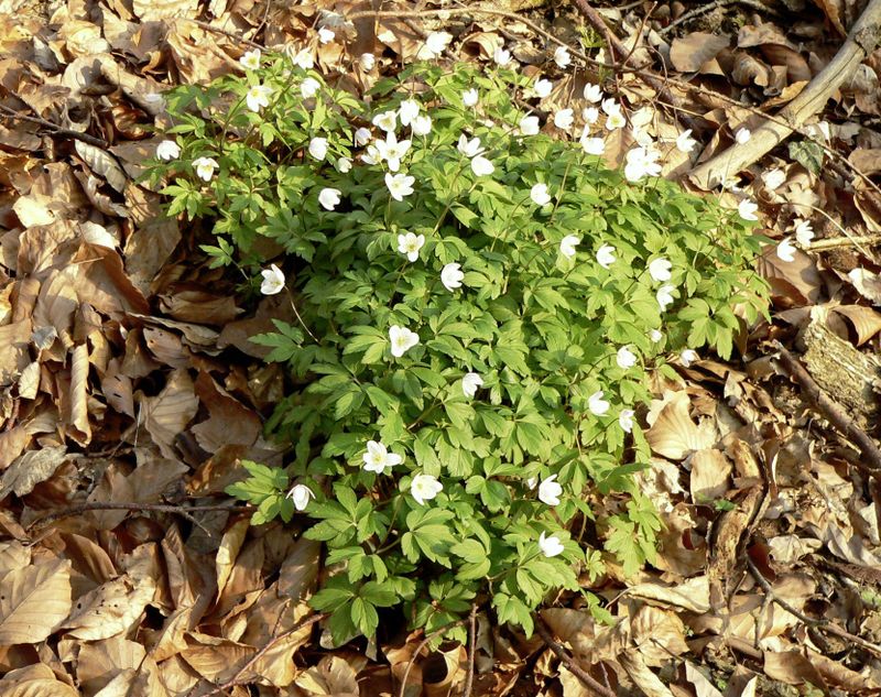 Das ist die Pflanze des Jahres Schweizer Bauer