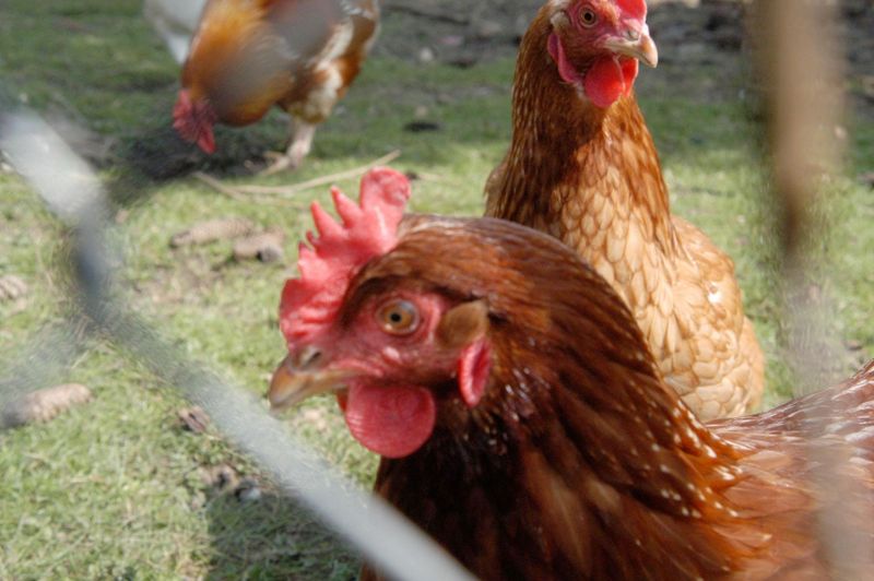 La gripe aviar se propaga sin que nadie lo sepa: agricultor suizo