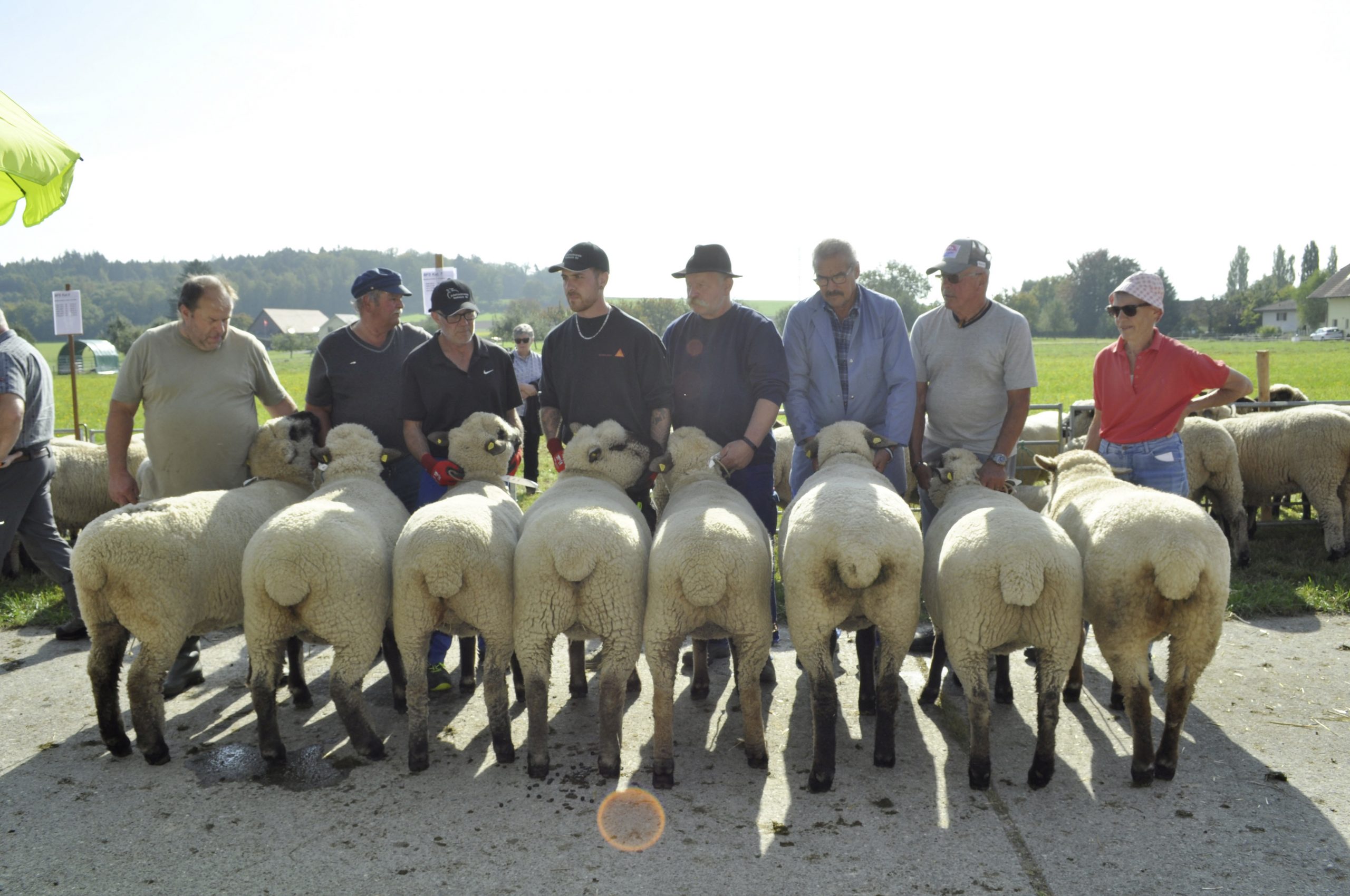 Gesehen in Schafschau in Salvenach Freiburger Nachrichten