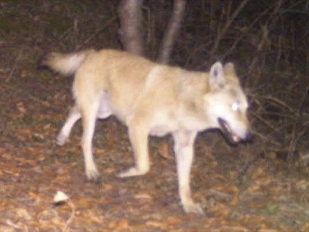 Erstmals Wolfshybride in der Schweiz erlegt - Freiburger Nachrichten
