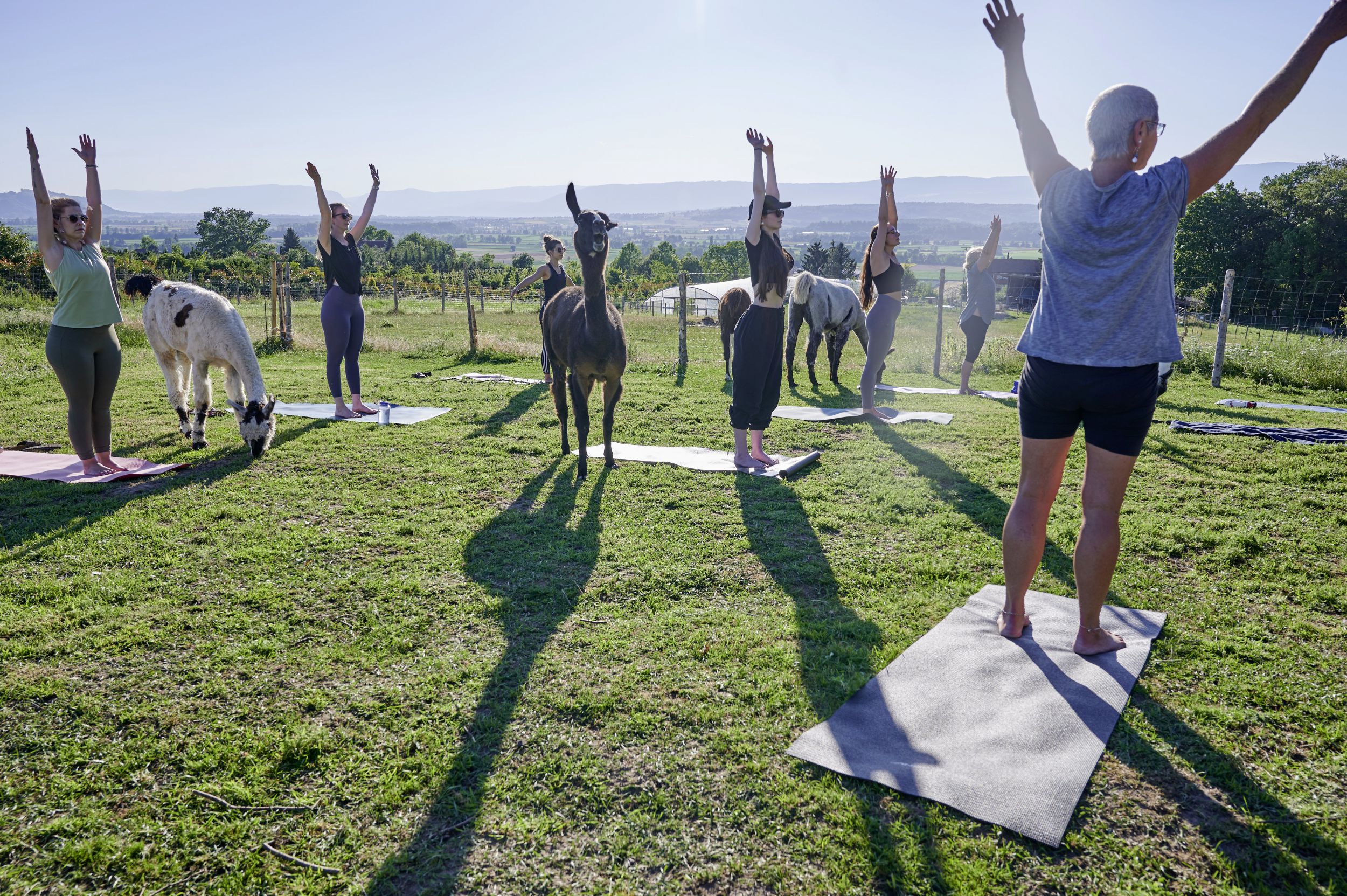 AlpakaYoga Ein tierisches Naturerlebnis der besonderen Art