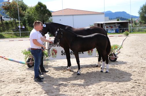 Siegerfohlen bei den Stuten: Espoir AH von Andreas und Mylena Hostettler, Guggisberg, erhielt die Noten 9/ 8 /7. Bild: zvg