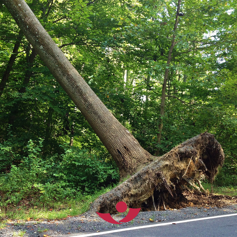 Umgestürzter Baum am Straßenrand