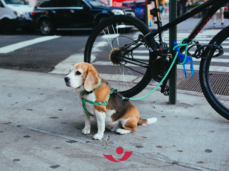 Beagle am Fahrrad angeleint