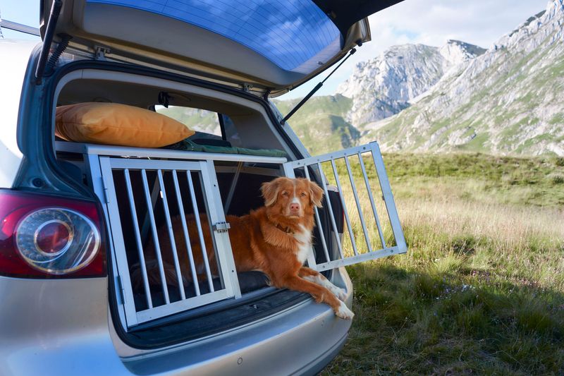 Hund sitzt im Auto im Laderaumtrenngitter