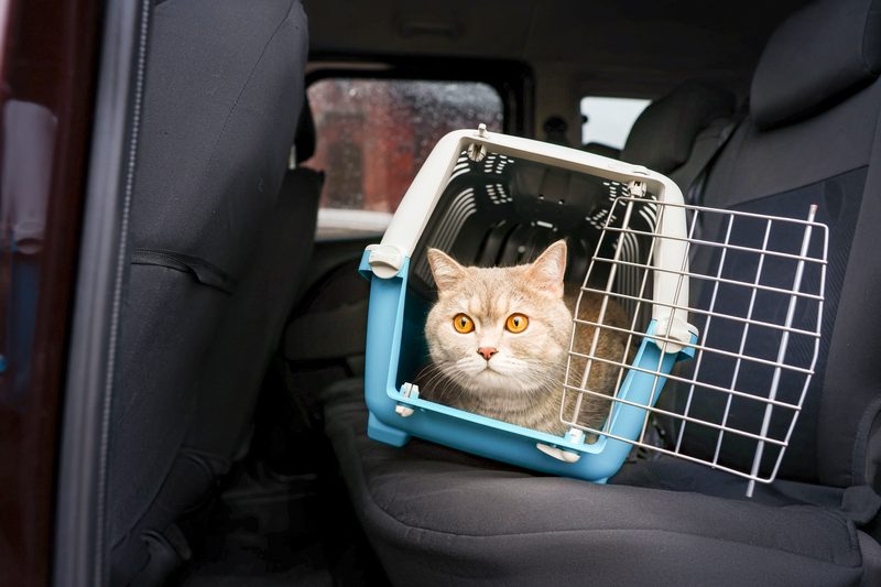 Katze in Transportbox auf Rückbank