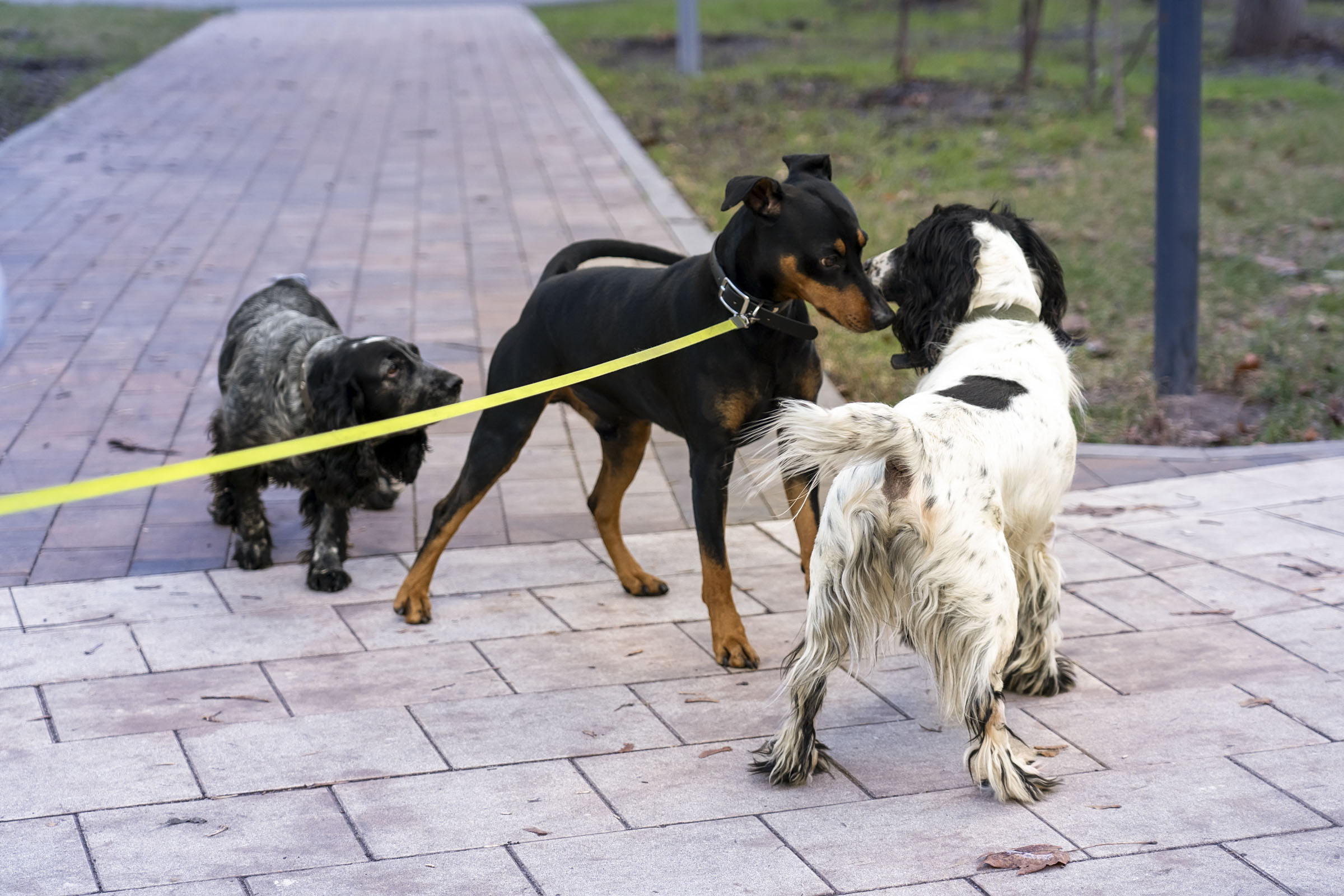 Hunde beschnuppern sich