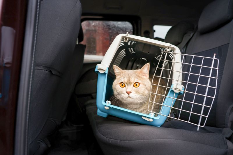 Katze in Transportbox auf Rückbank